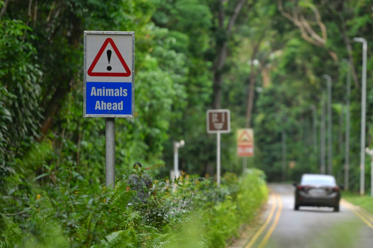 An Animals Ahead warning sign beside a forest road in Singapore