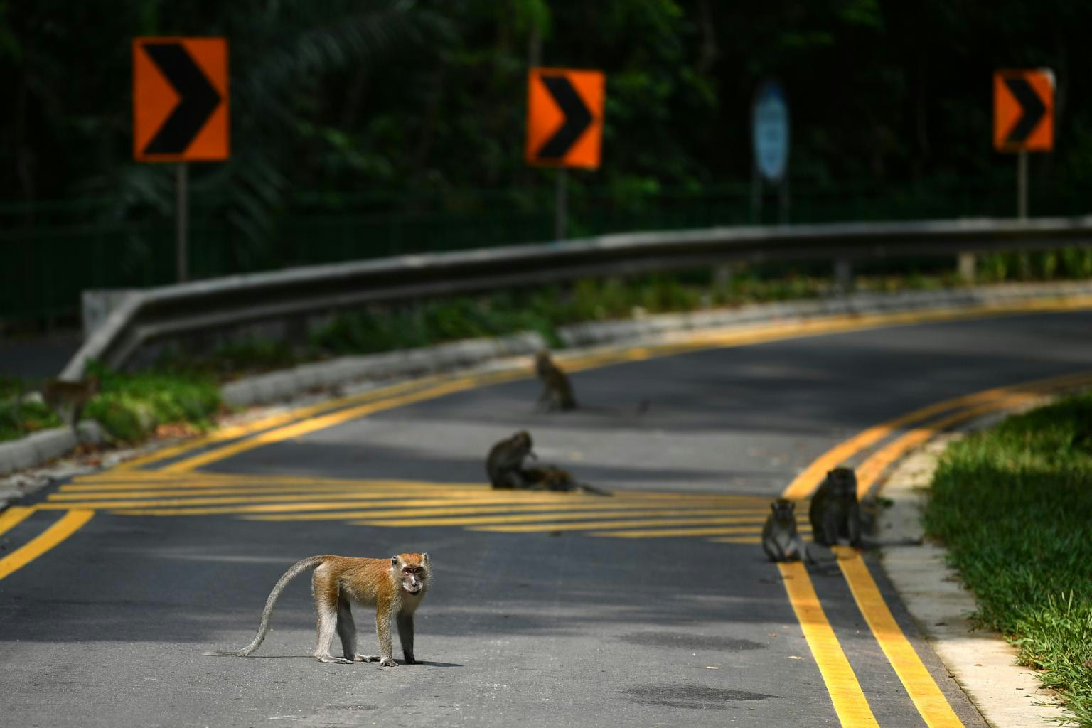Long-tailed macaques sitting and walking across a winding forest road