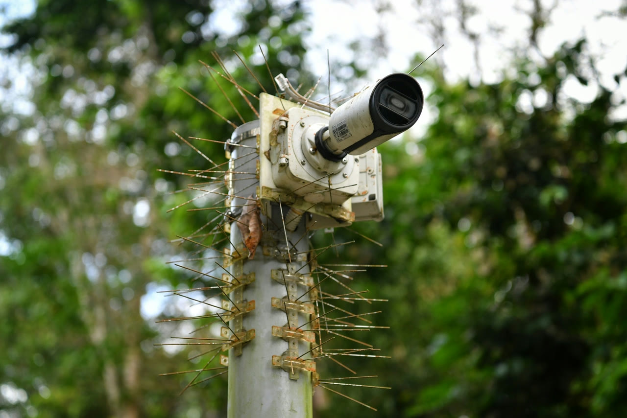 A roadside camera mounted on a pole covered in anti-bird spikes, with forest behind it