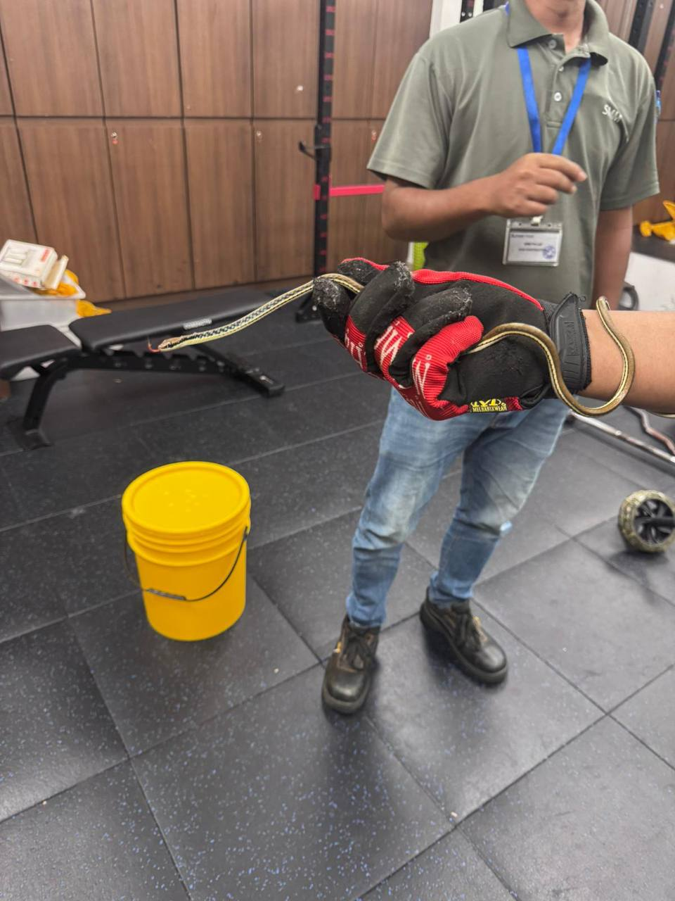 A bronzeback tree snake being handled with protective gloves